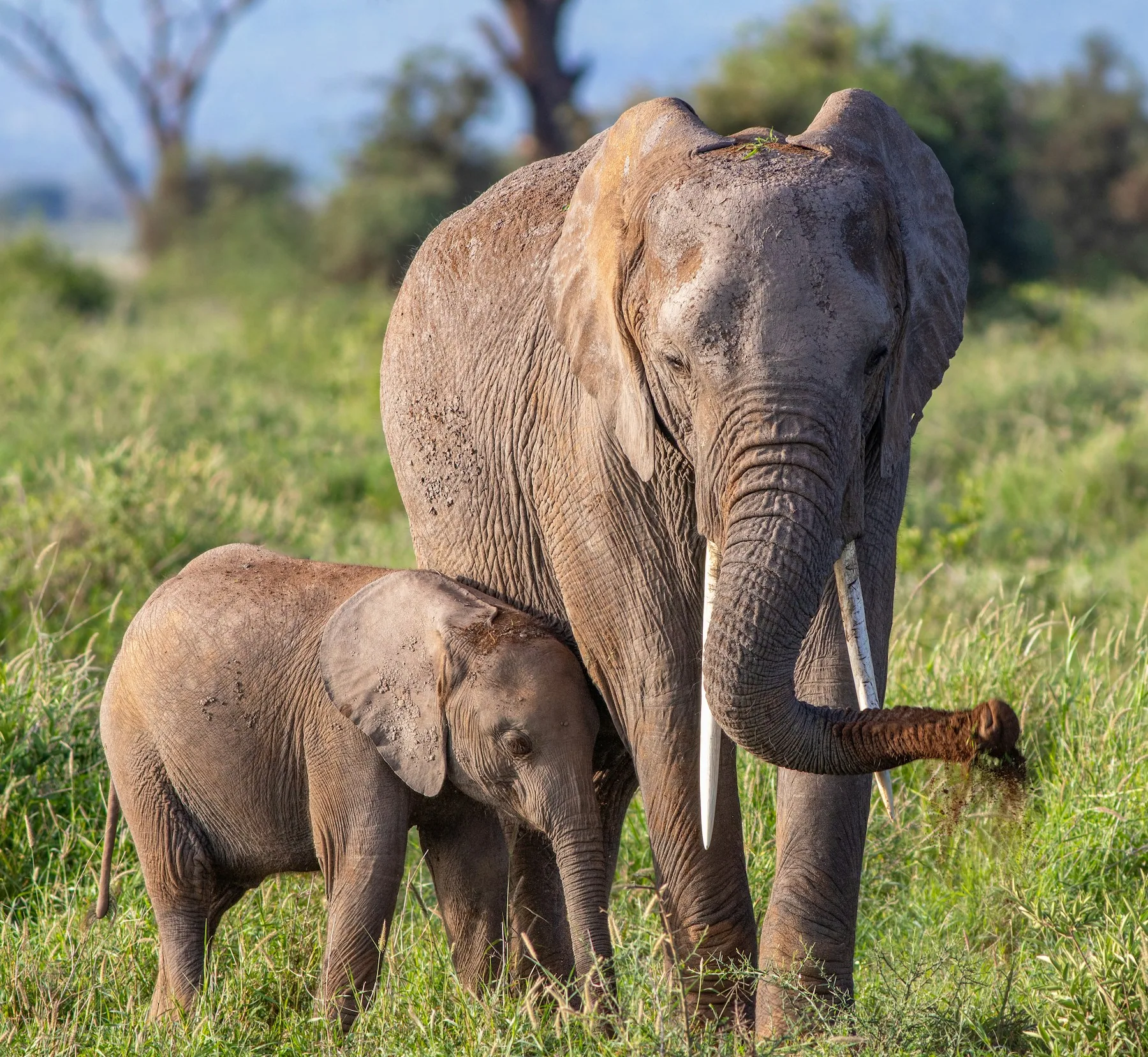 Tsavo East – red earth